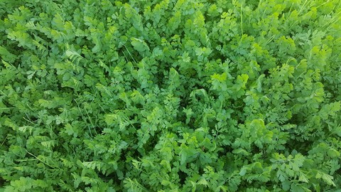 green grass