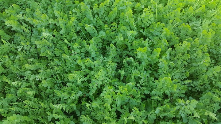 green grass