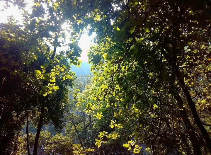 Forest