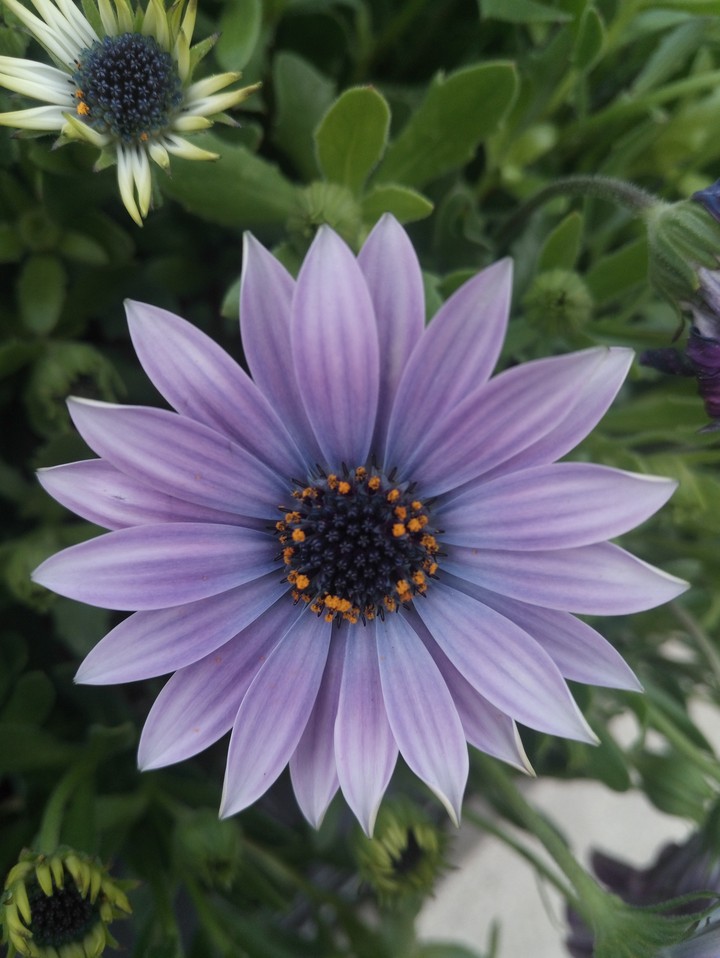 fleures violette