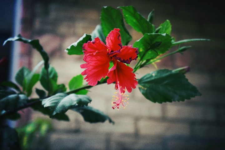 # Red flower  ??