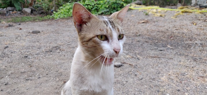 Kitto