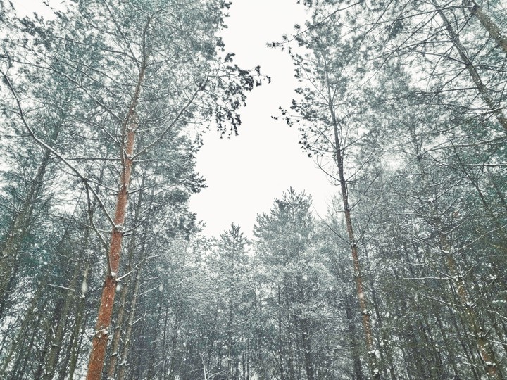 Winter forest