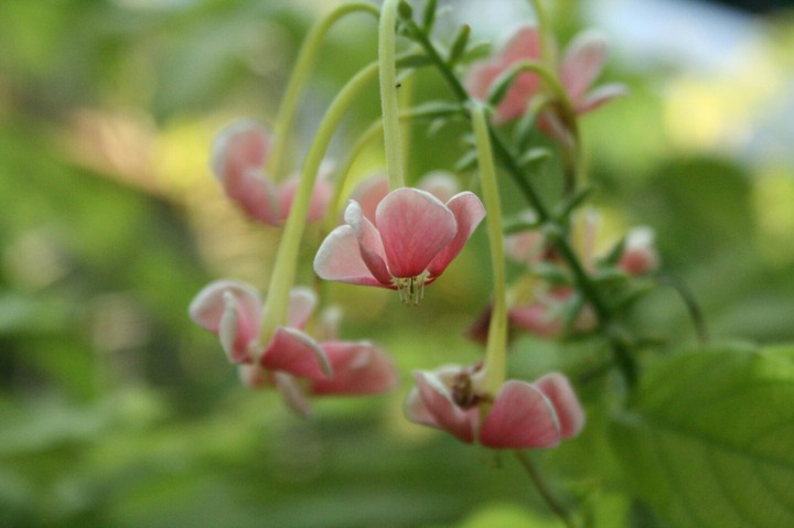 idk its just flowers