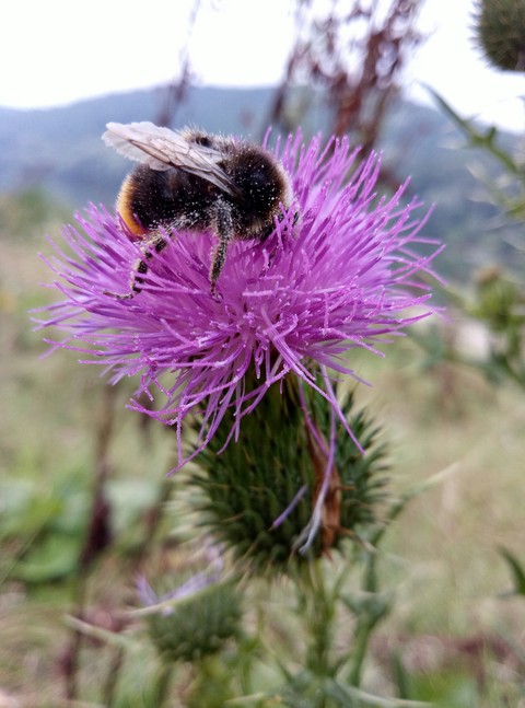 fonds d'écran bee, flower