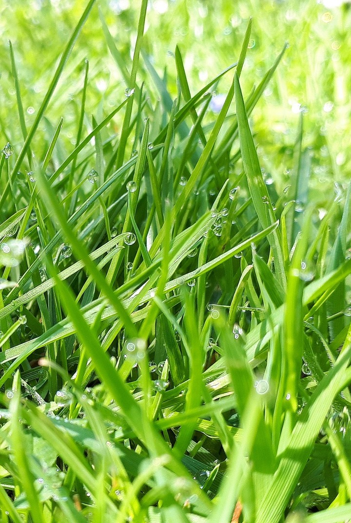 refreshing green
