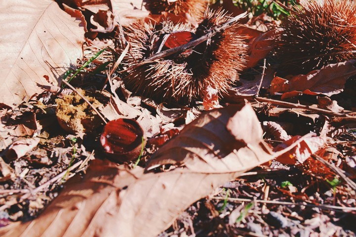 autumn 