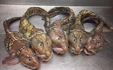 fish