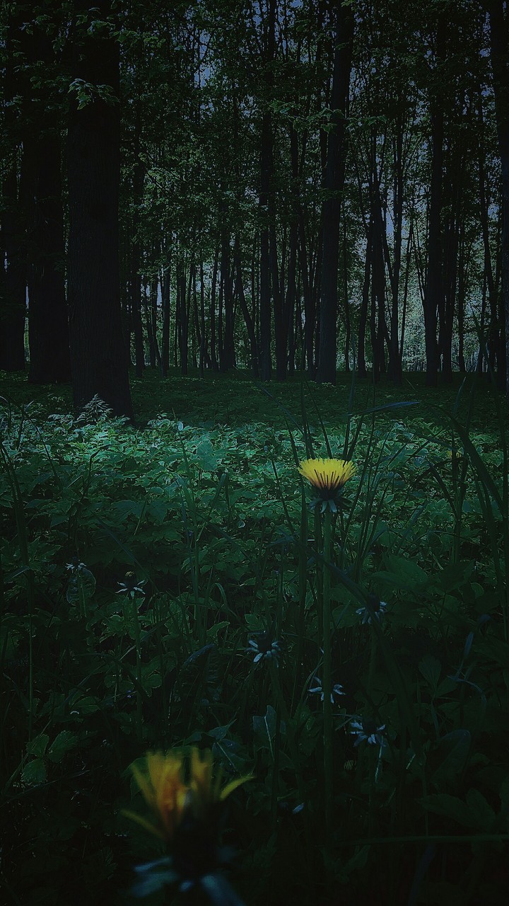 Лес