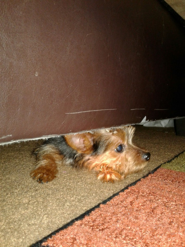 A sad yorkey