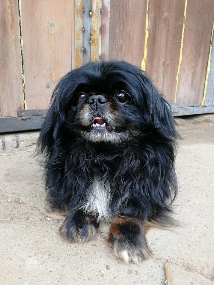 pekingese