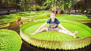 giant water lilies