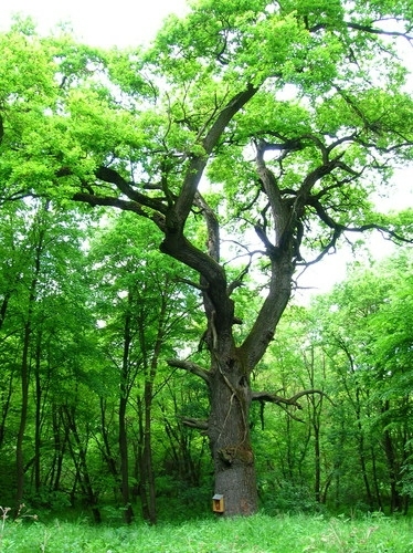 wood