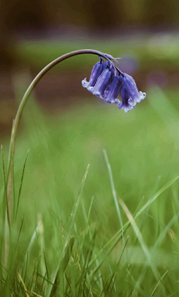 lonely flower