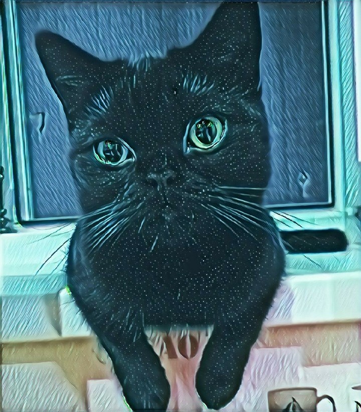 cat