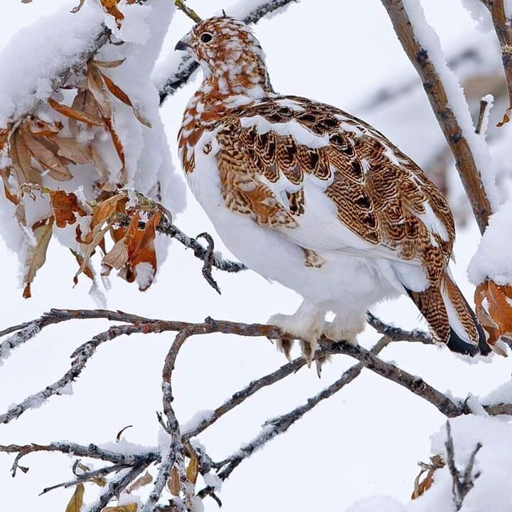 oiseaux...