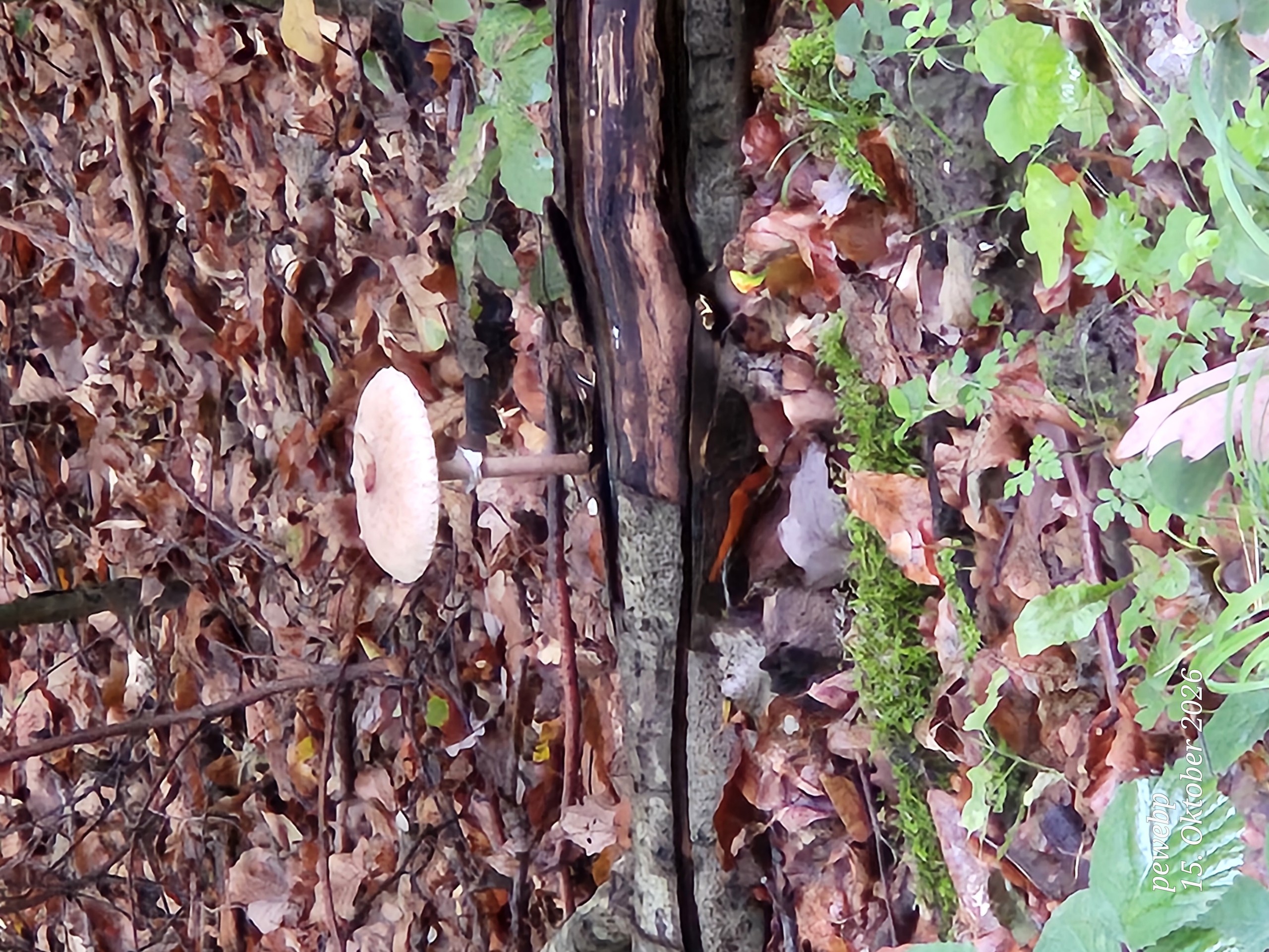Green, Red, Fungus