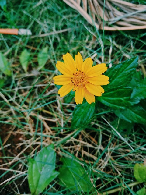 small yellow