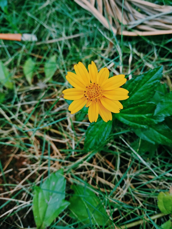 small yellow