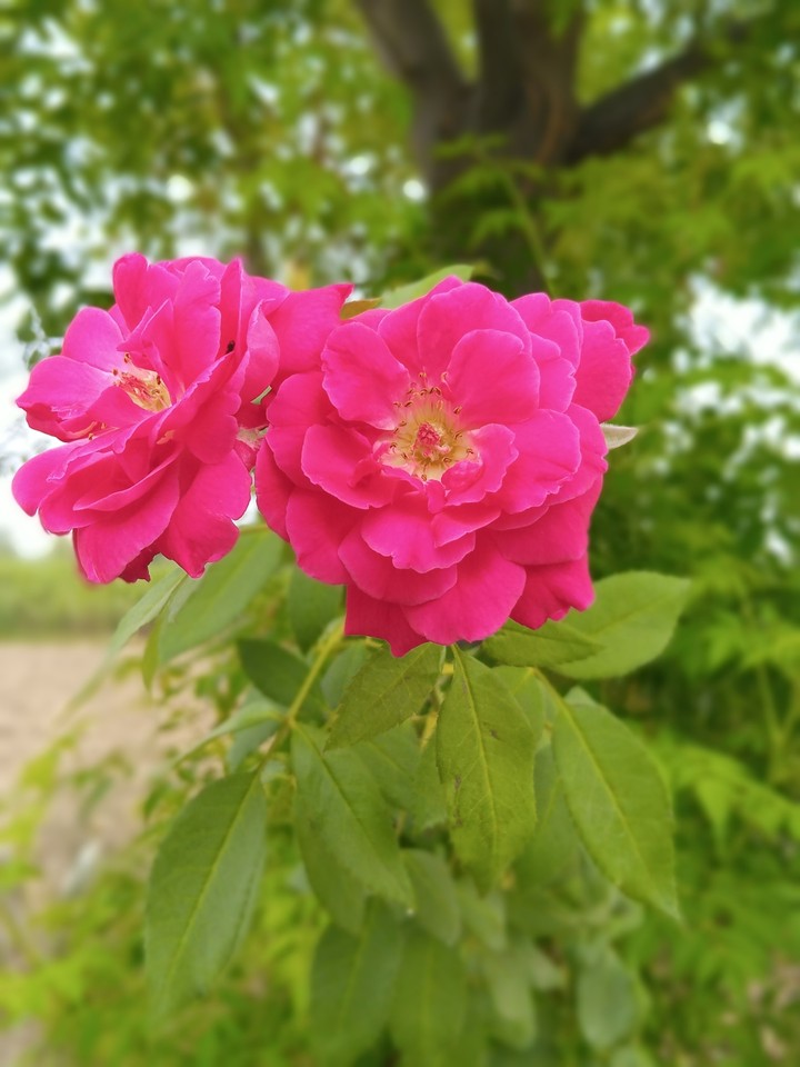 Rose