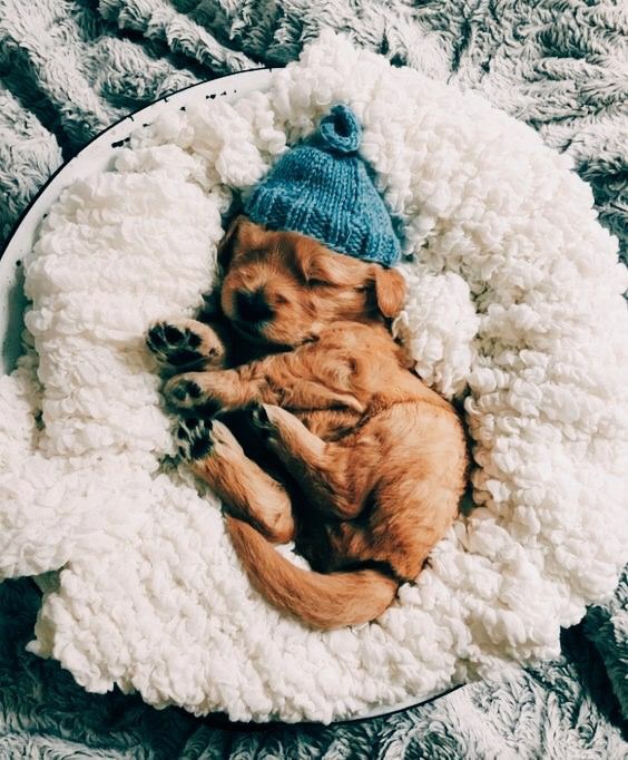 Puppy❤️❤️