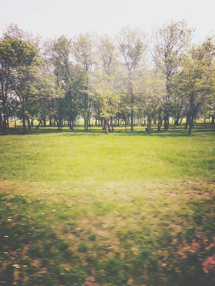 trees