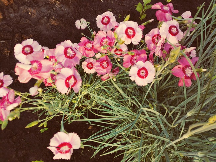 flowers pink