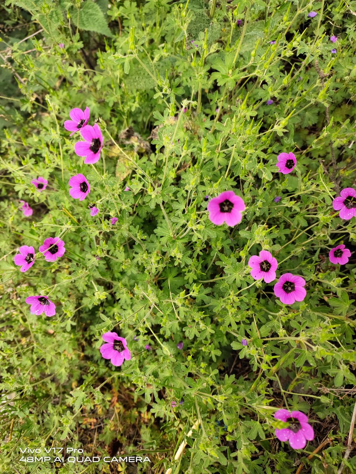 Pink Flowers
