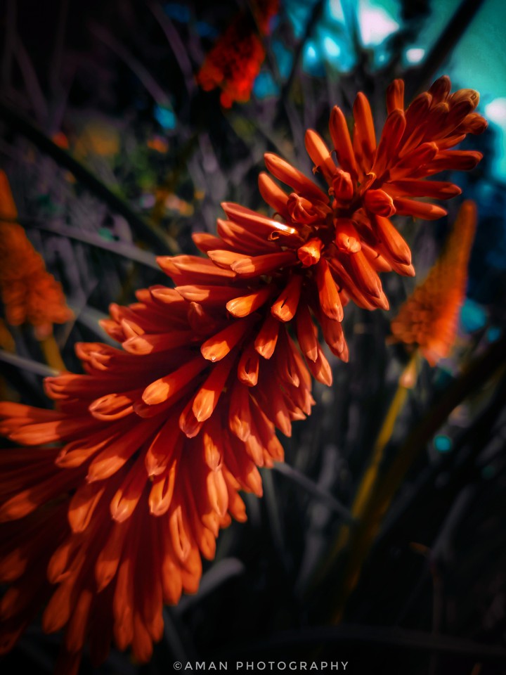 red poker flower