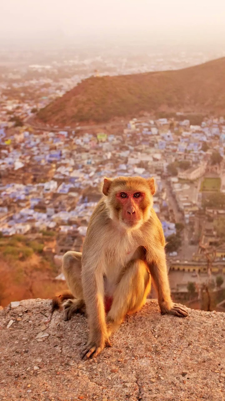 #jay hanuman