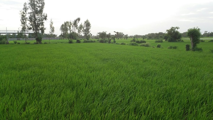 Grassland 2
