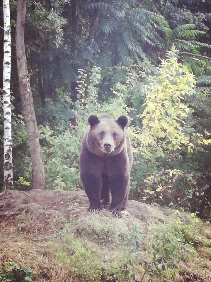 Bear