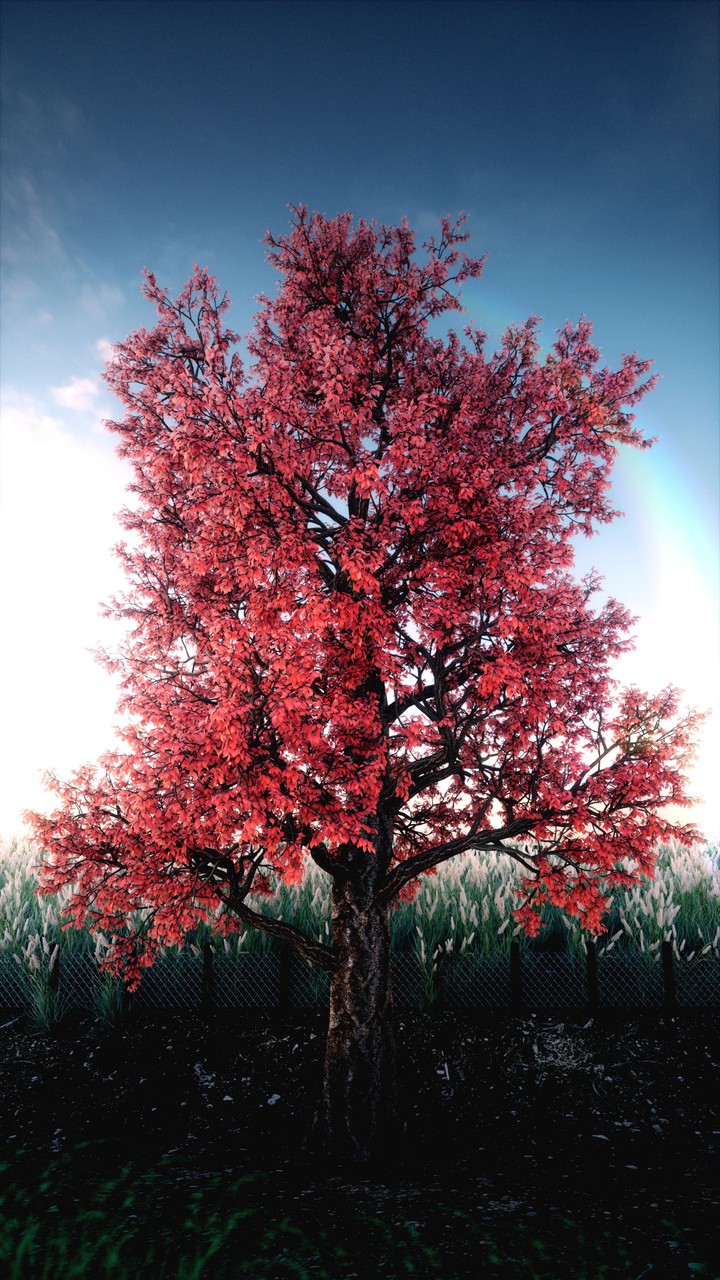 Beautiful Tree