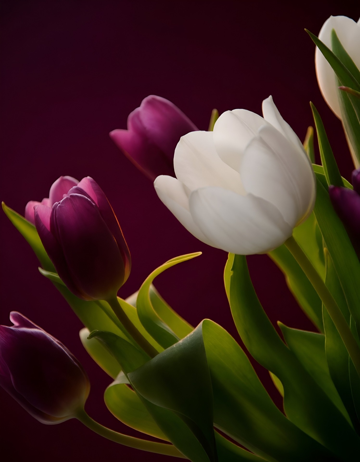 Tulipani bianchi e fucsia
