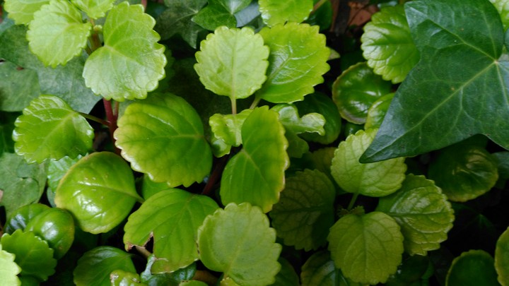 plantas