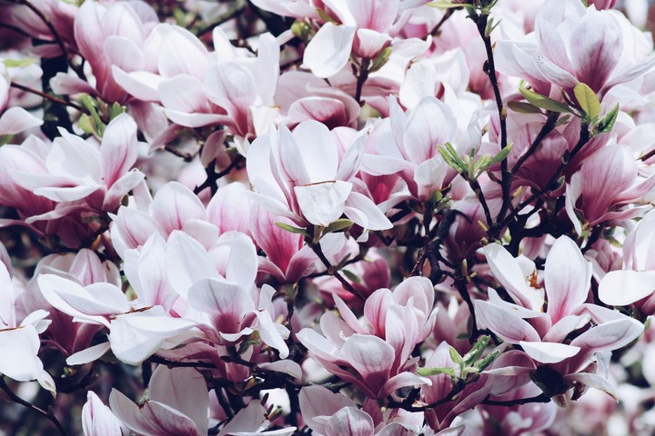 Magnolia