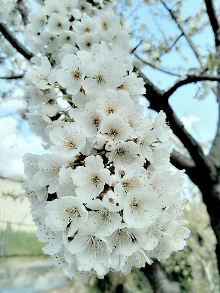 spring