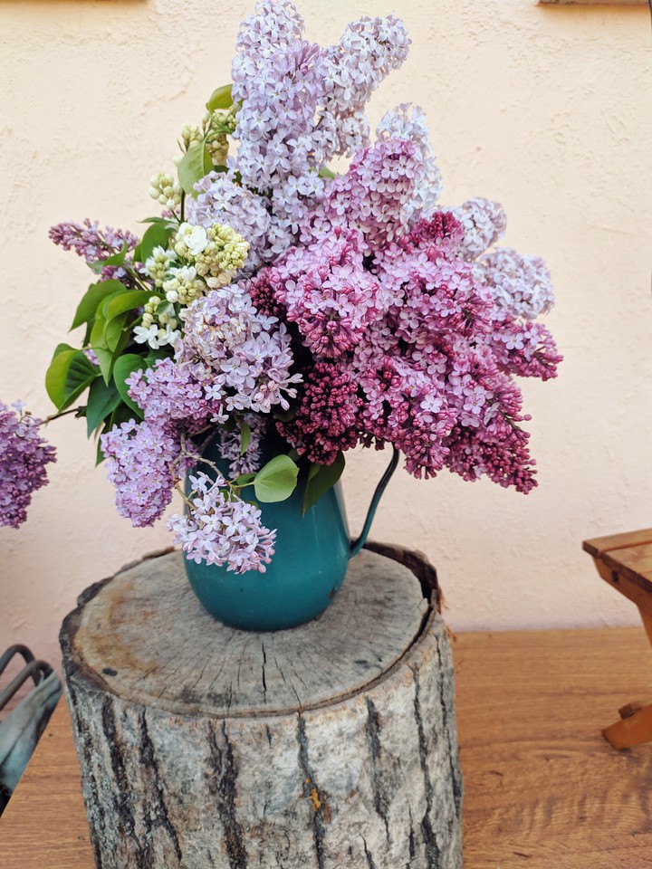 lilac