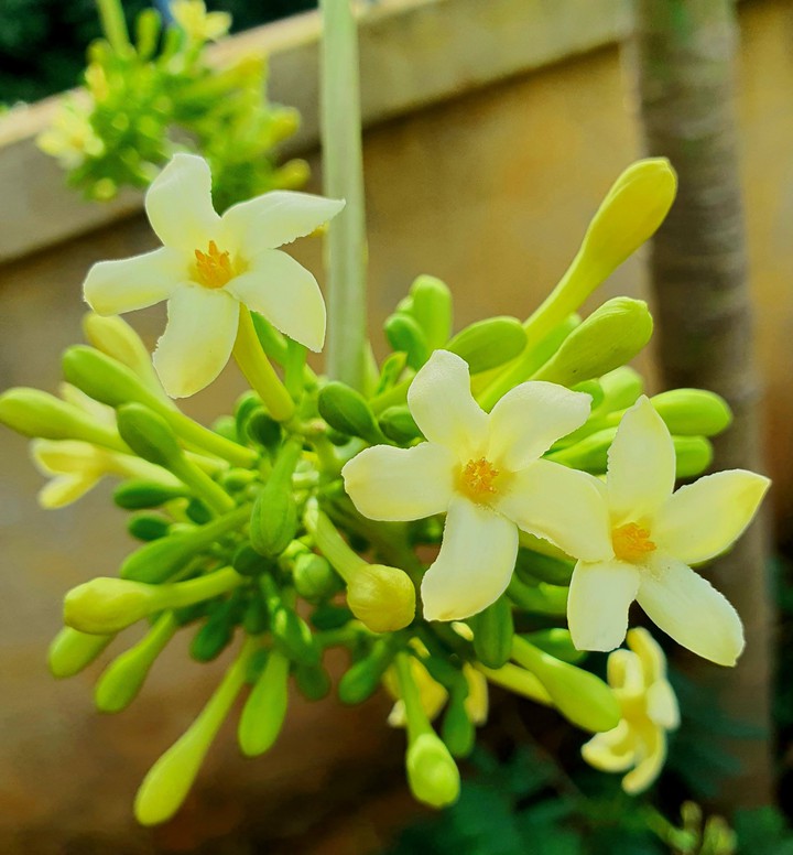 hoa đu đủ