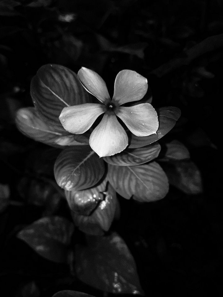 flower #retro black