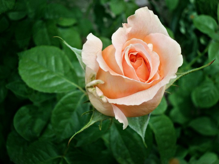 Roze