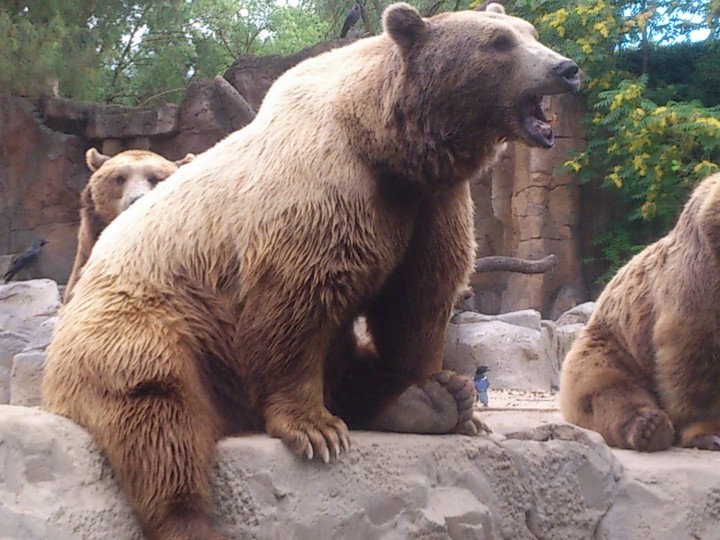 Madrid Zoo