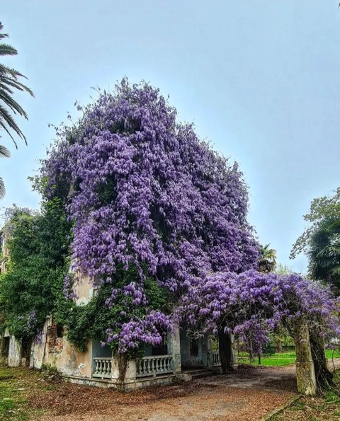 tree, botany háttérképek