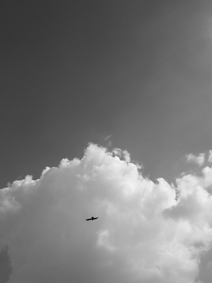 The flying bird