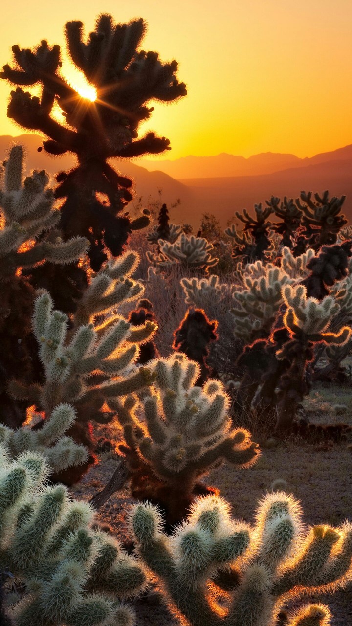 desert