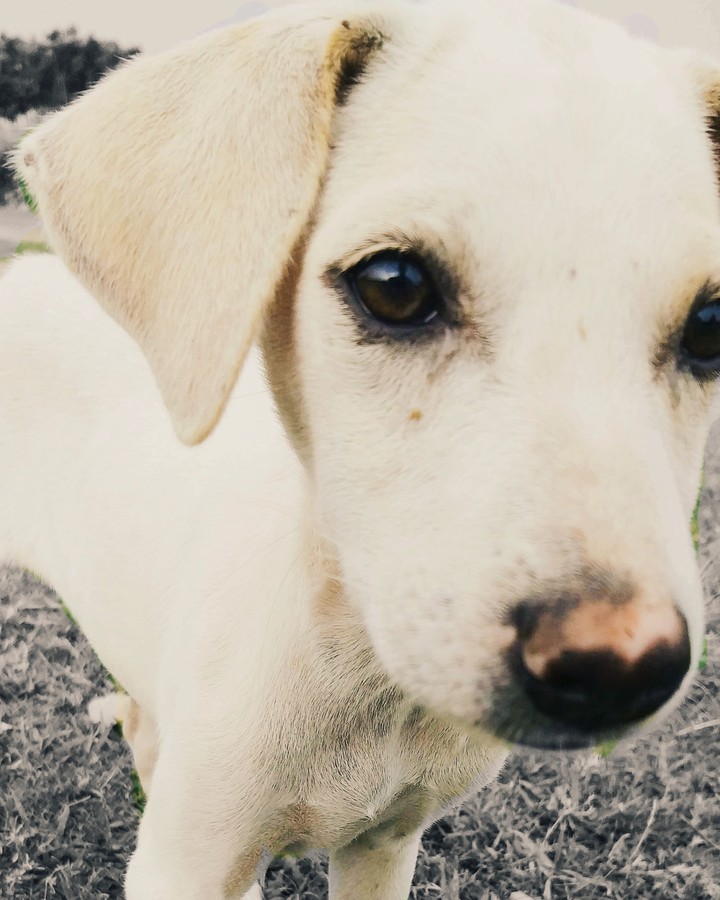 My dog
