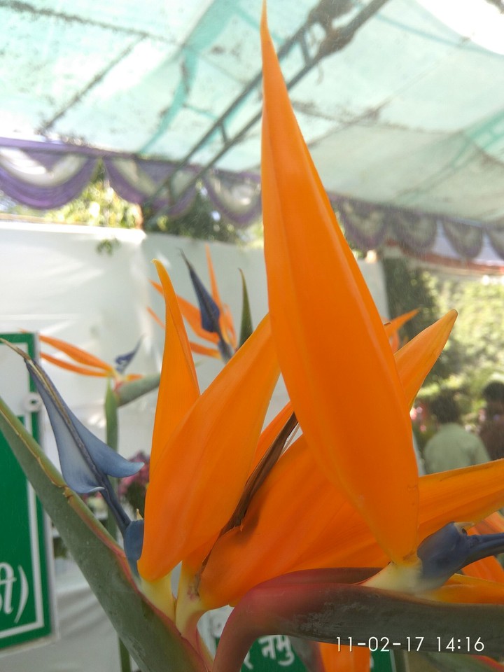 Kingfisher flower