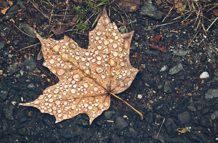 autumn