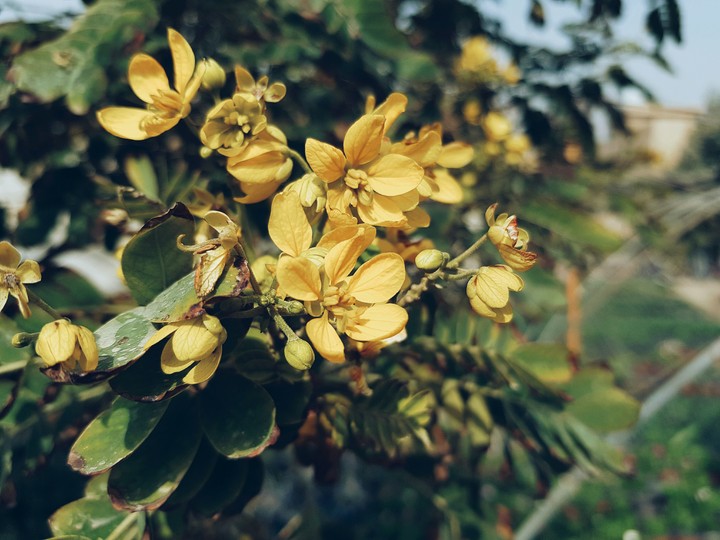 yellow flower