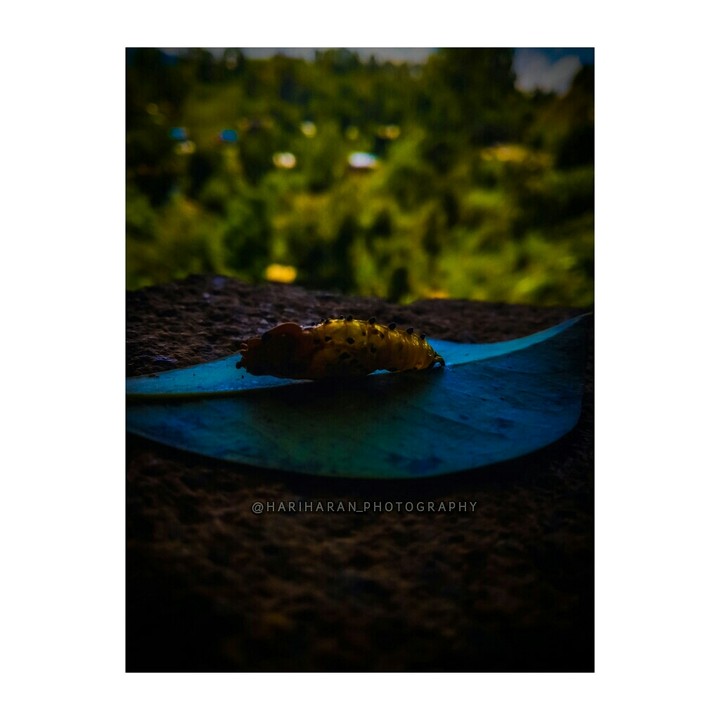 ||| •Caterpillar• |||